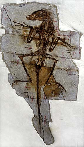Le squelette s'est trs bien fossilis