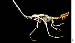 Reconstitution du plus vieux des dinos