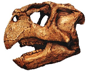 Le crne de Psittacosaurus montre l'origine des dinosaures  cornes