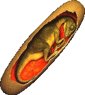 Reconsitution d'un embryon de dinosaure recroquevill dans son oeuf