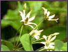 Les fleurs apparaissent au Crtac, comme Protonathus