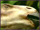 un Iguanodon mange ses vgtaux prfrs
